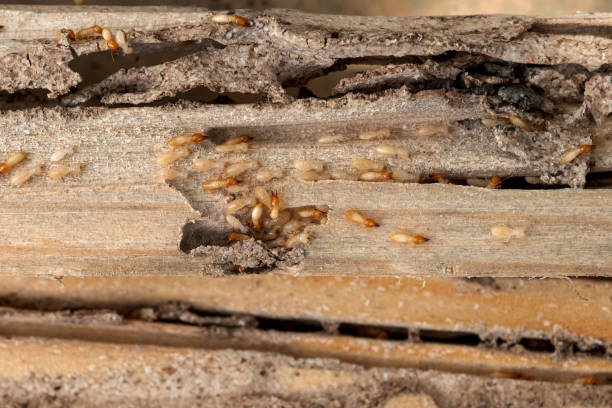 Best Pest Removal Services  in Greenfield, MN